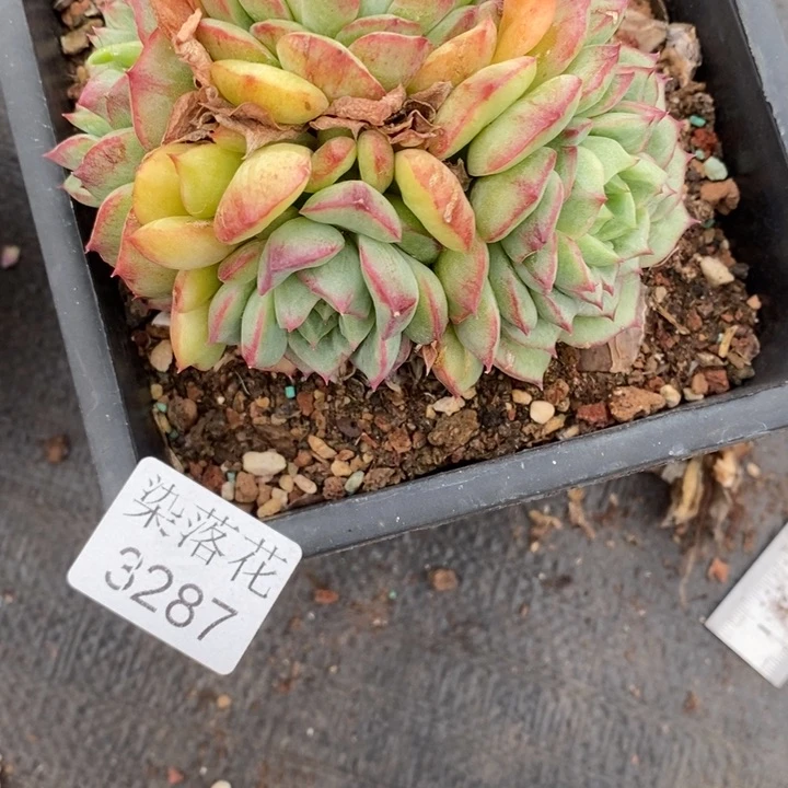 T****2精品多肉植物3287