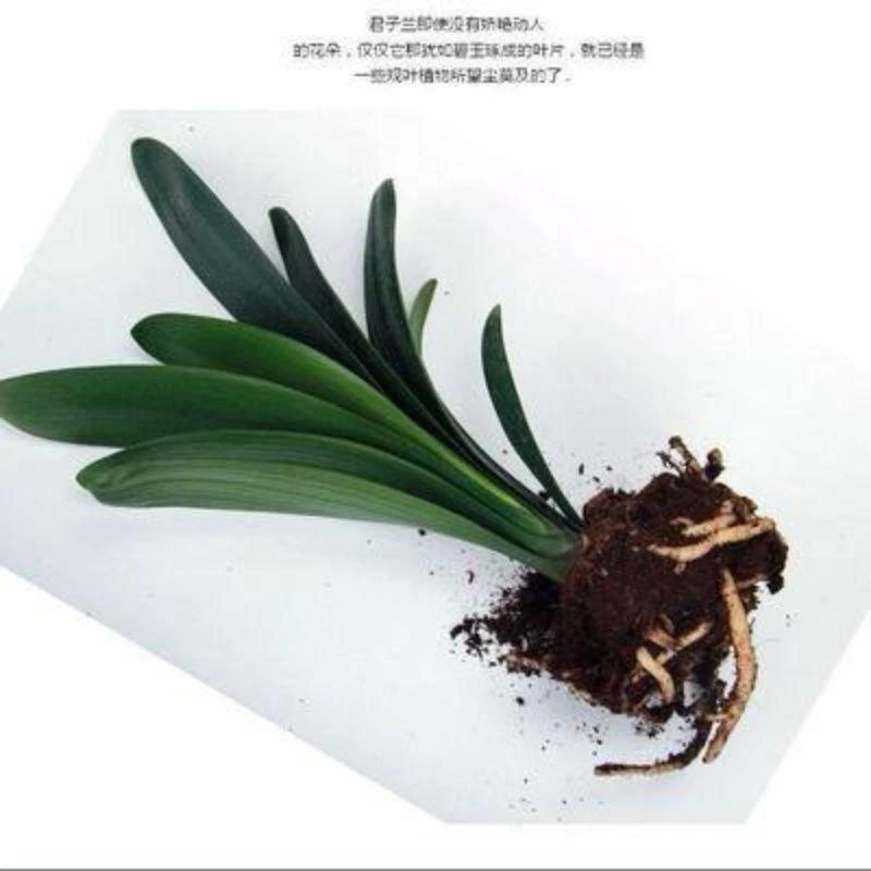 君子兰大小苗室内绿植耐寒盆栽客厅阳台桌面庭院四季花卉圆头和尚