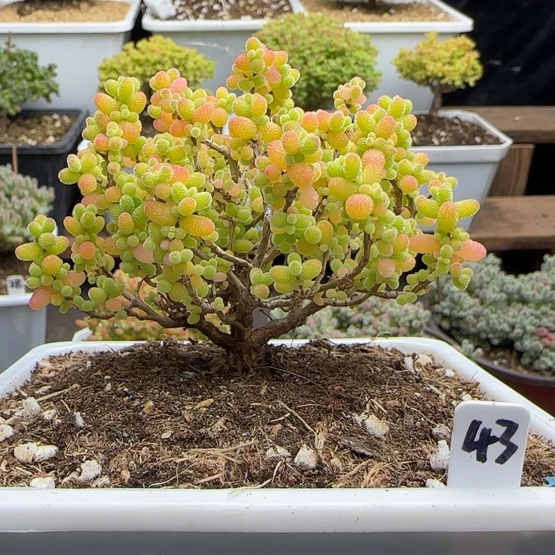 金桔糖球一物一拍