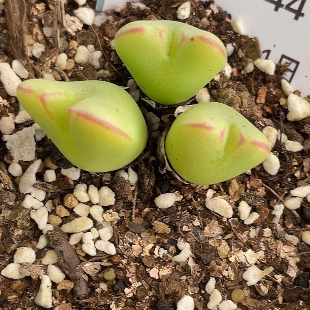 21-44将多肉植物肉锥