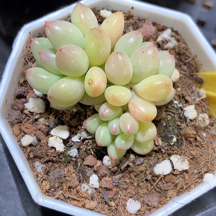 多肉植物6097多肉