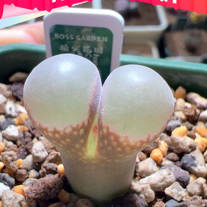 w504。优选1799.9home风铃 88折后价