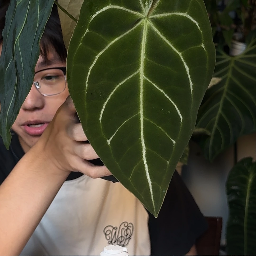 完全开放撕裂纹杂U54