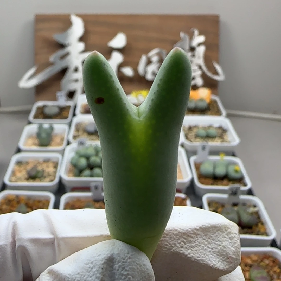 10-29-527当天满38包邮福利毛皮卡丘少将