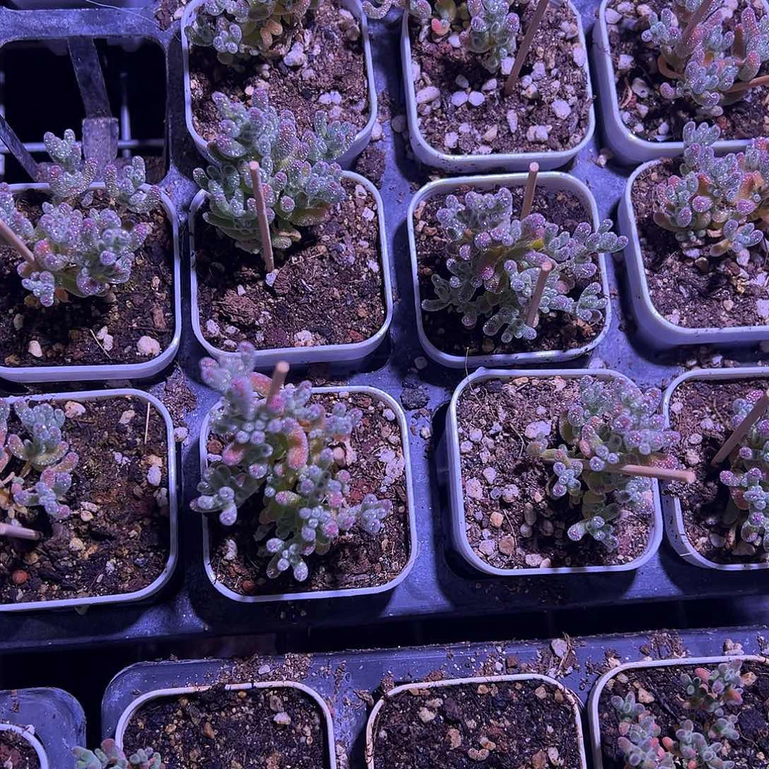 冰晶灯养55杯精品小