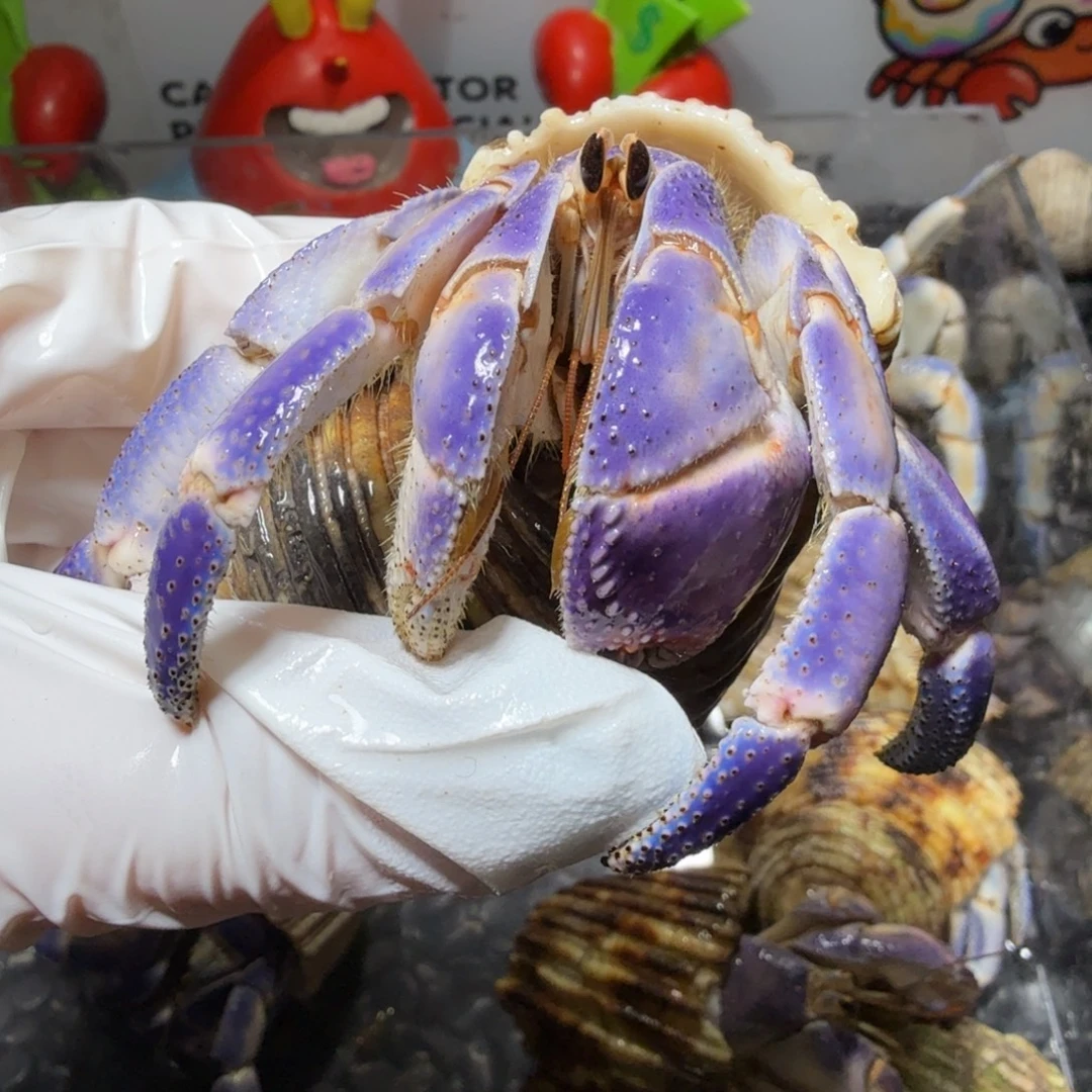海水鱼3.3超润紫白