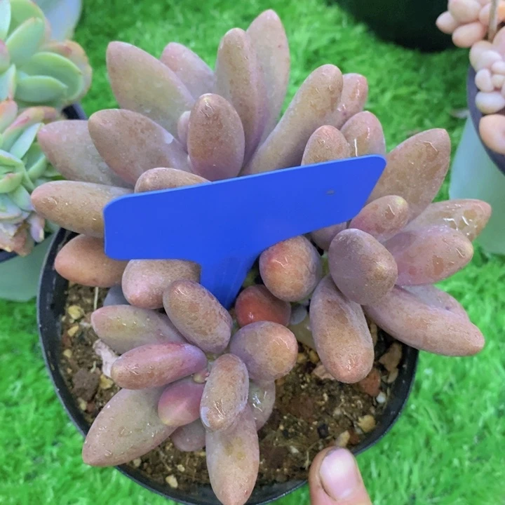 多肉植物，开心多肉