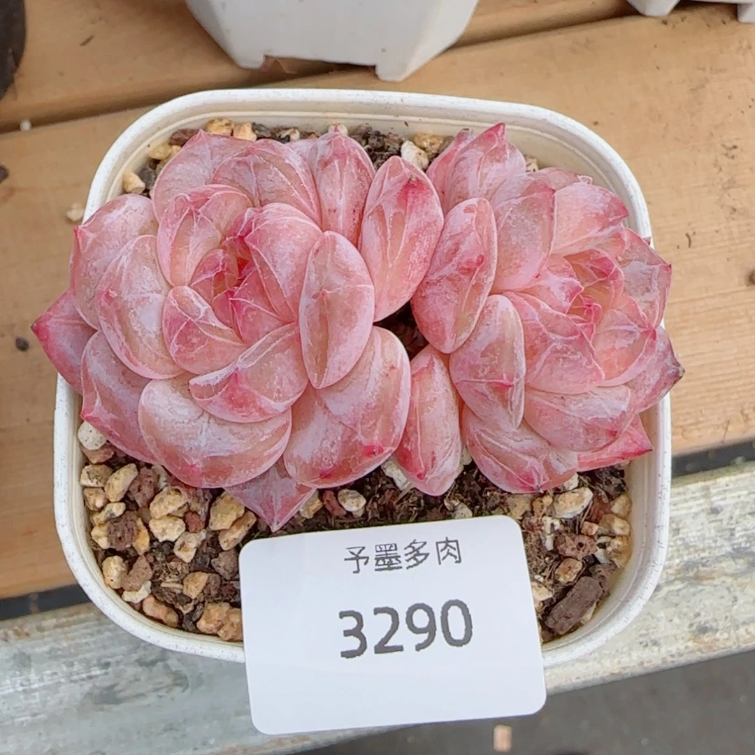黛玉冰魄，3290多肉植物