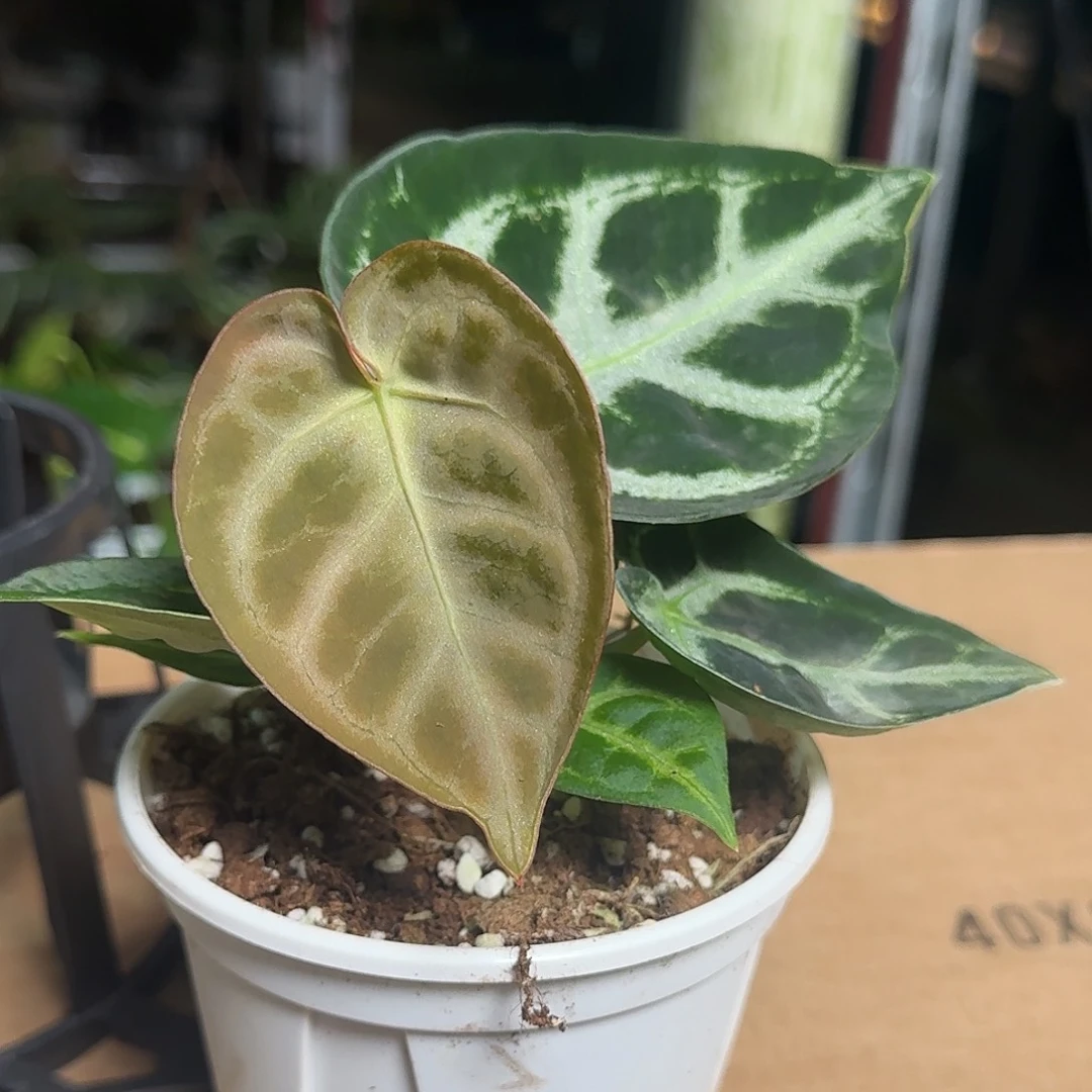 完全开放Z98超级银杂粗脉水晶