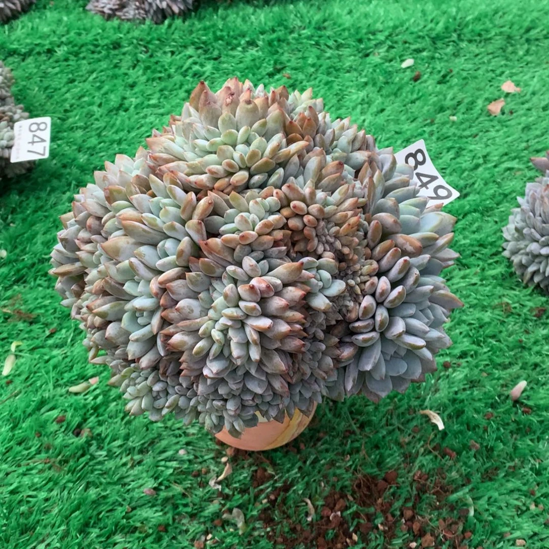 849橙子缀多肉植物全朵朵