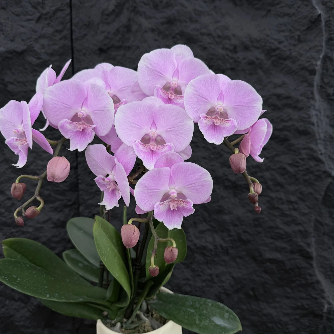 慕兰优选【月亮岛】 蝴蝶兰花 花盆摆设客厅摆设种植基地发货