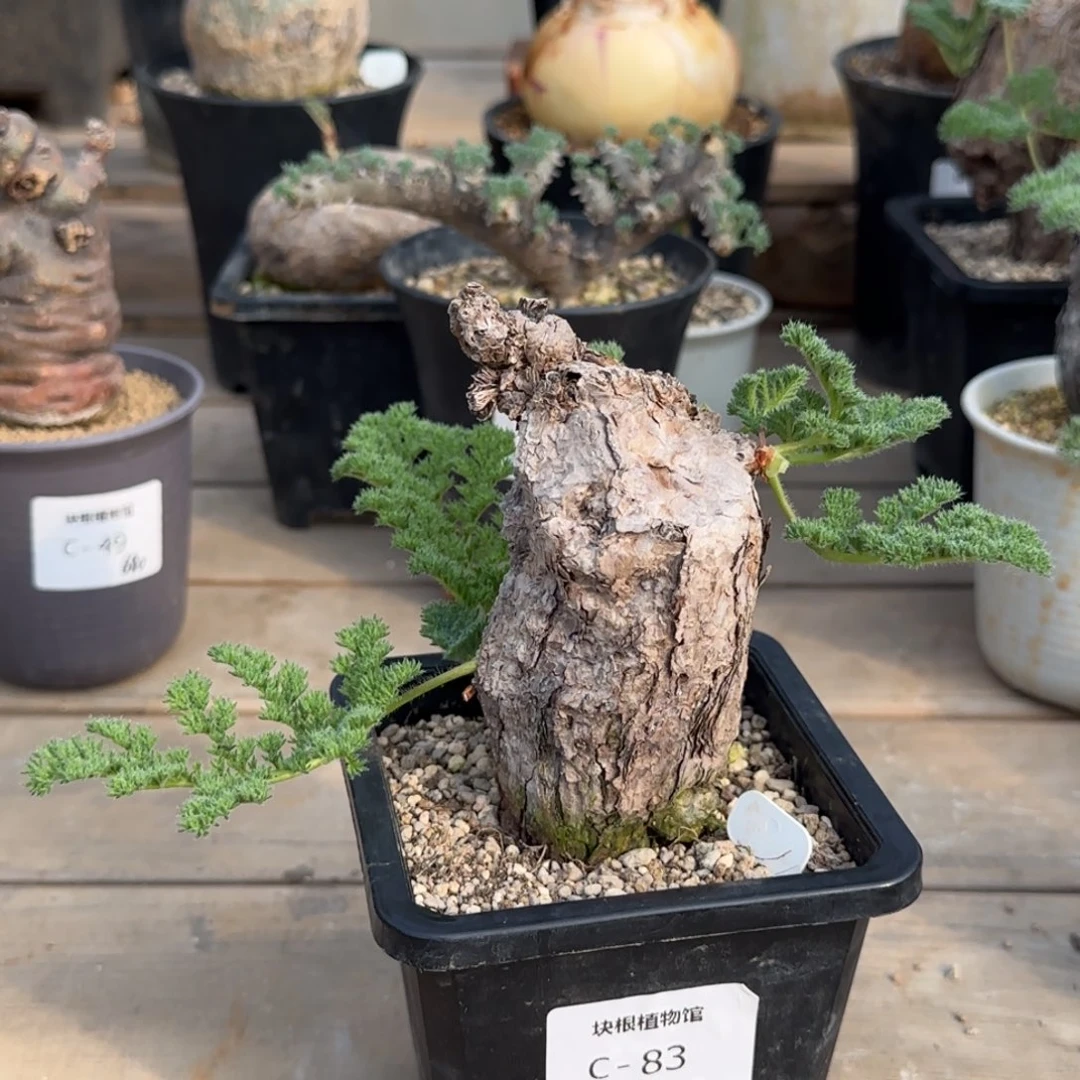 83枯木洋葵块根植物