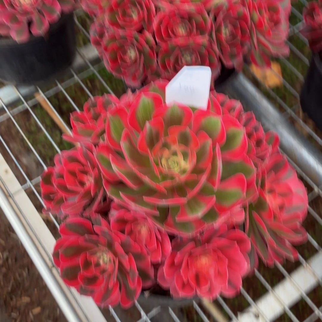 云南水蜜桃好看104号