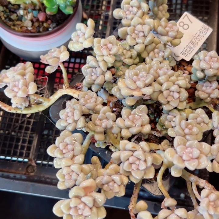 幸运的是我还没遇到你的