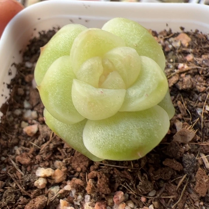 一物一拍，精品糖心，尺寸不大介意勿拍