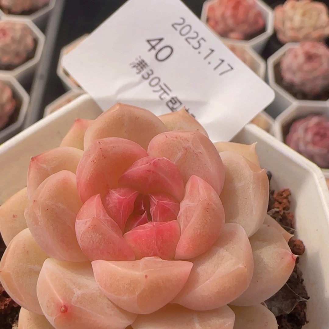 珍妮单头一颗脱土