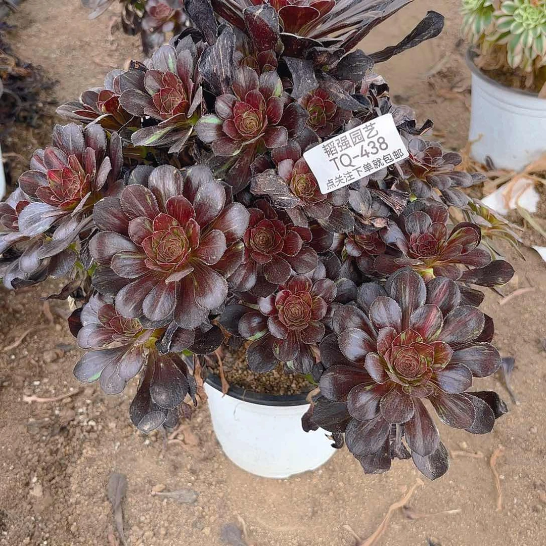 花无缺多肉植物上438