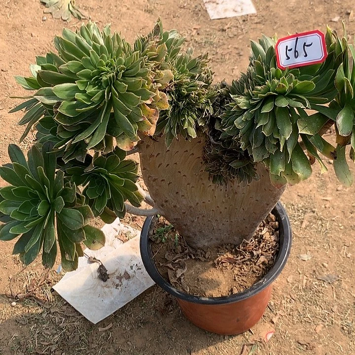 原始绿多肉植物565