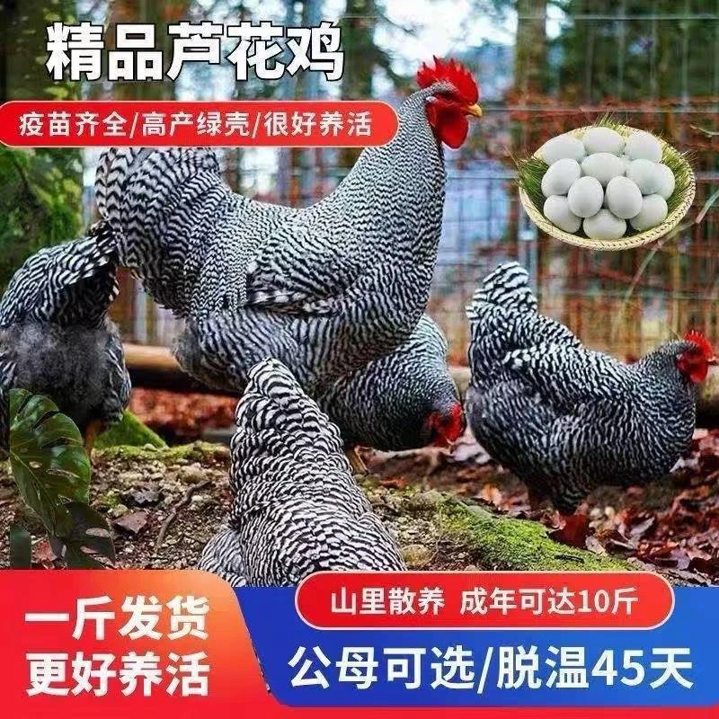 宠物鸡 芦花鸡芦丁鸡一斤发货