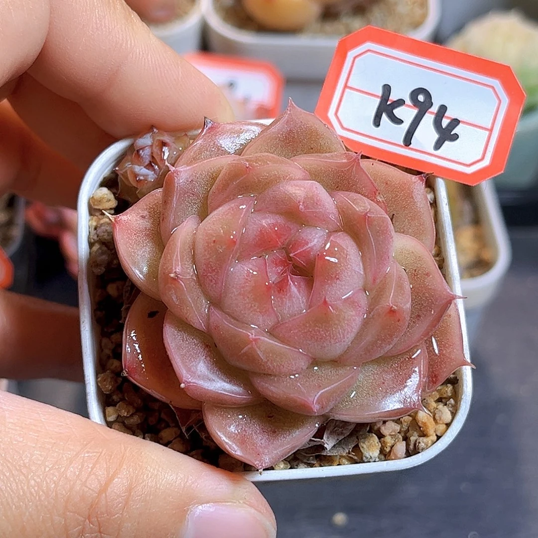 K94  新品珍妮 满18包邮