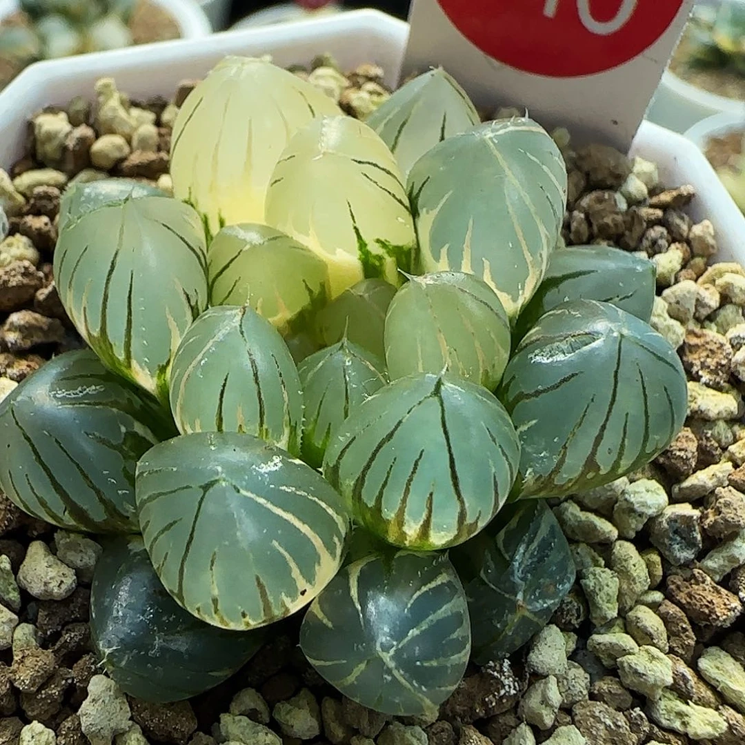 546号霓虹灯一物一拍带盆土