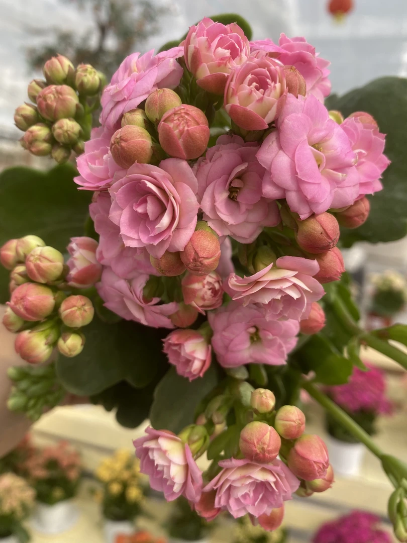 落葵开花版本  110盆 一代独杆 处理苗