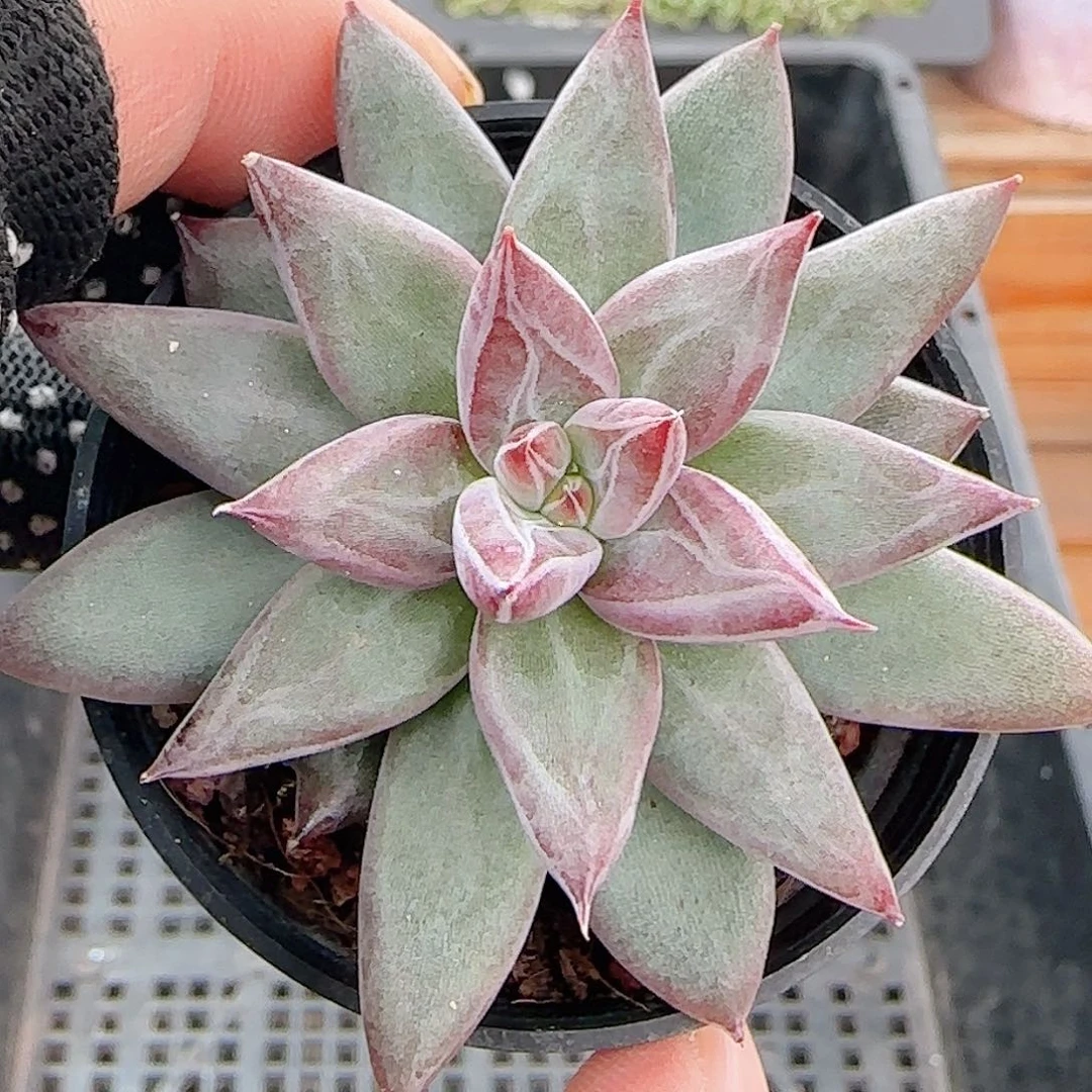 多肉1010--320红灵魂