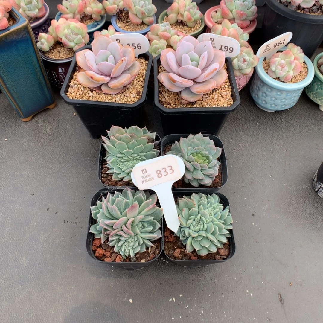 哈****833 冰魄缀多肉多肉