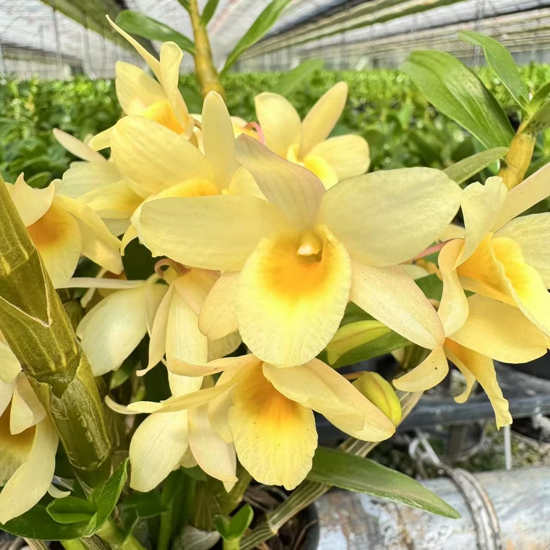 【鸿飞专属】巴比伦石斛春石斛  1颗耐寒好养花期长阳台鲜花绿植