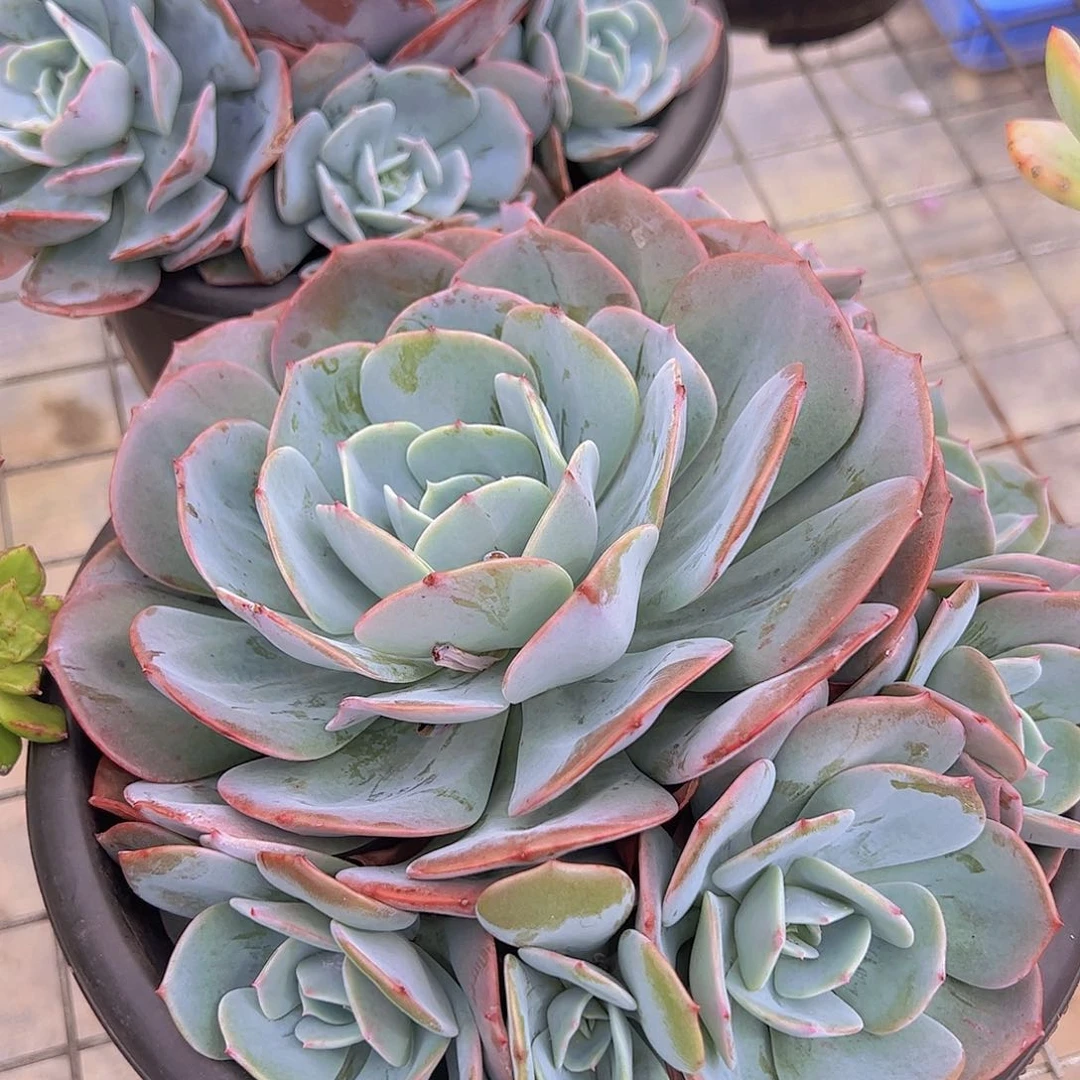 红粉台阁多头大盆群老桩精品