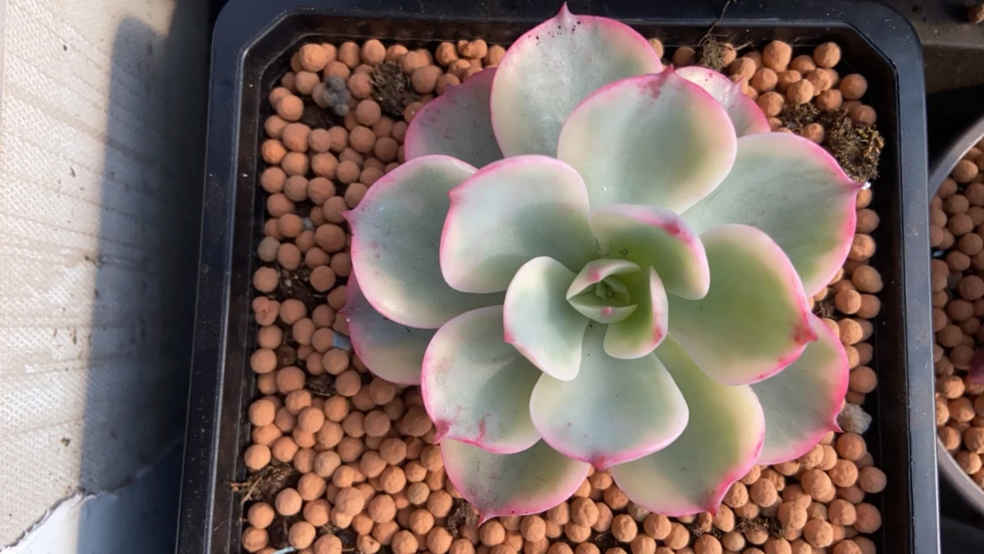 雨滴泪无痕精品多肉锦