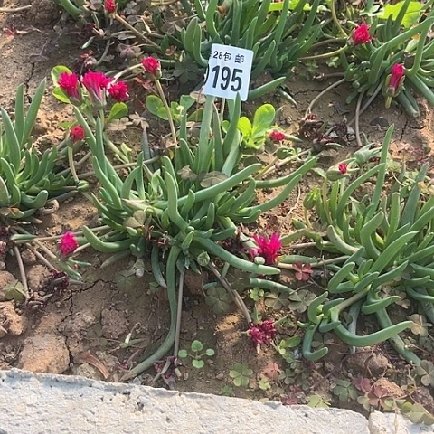 195奔龙不包断枝