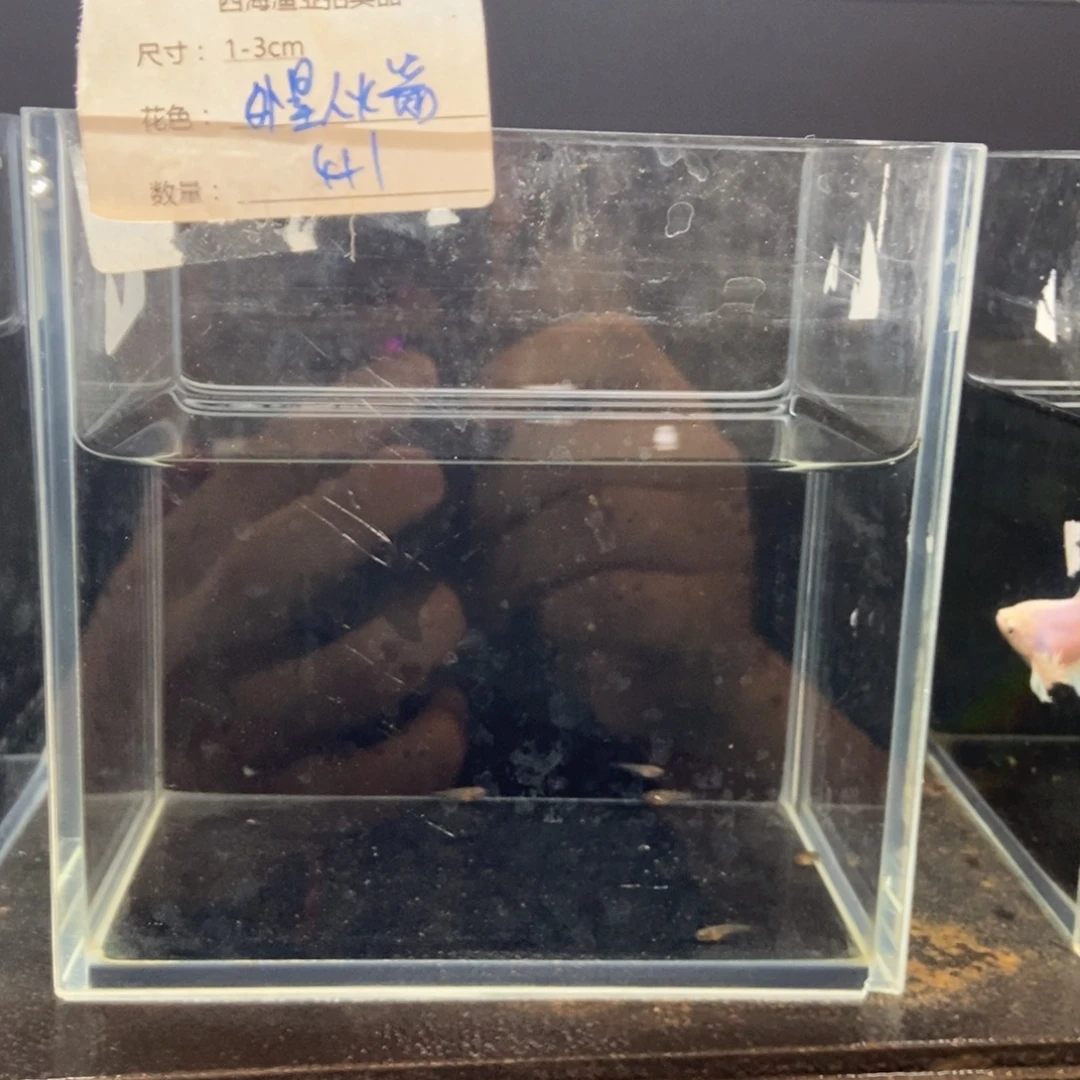 斗鱼包活不包损所见即所得132