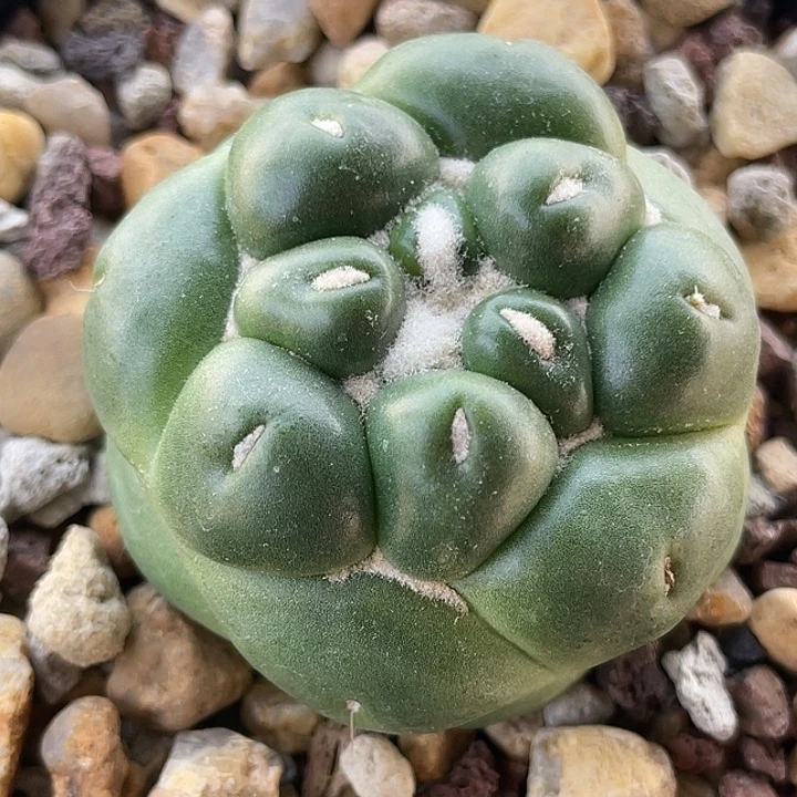 蜘蛛之眼自根仙人球萝卜根