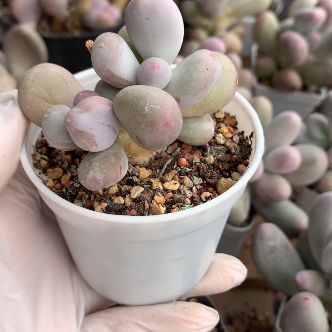 米可奶酪多肉老桩米可奶