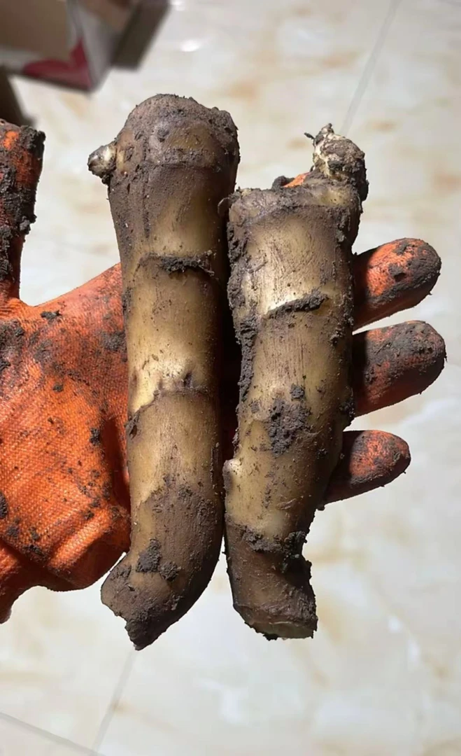 福利单支枝杈果拍3发4大小混装不挑不选谨慎下单