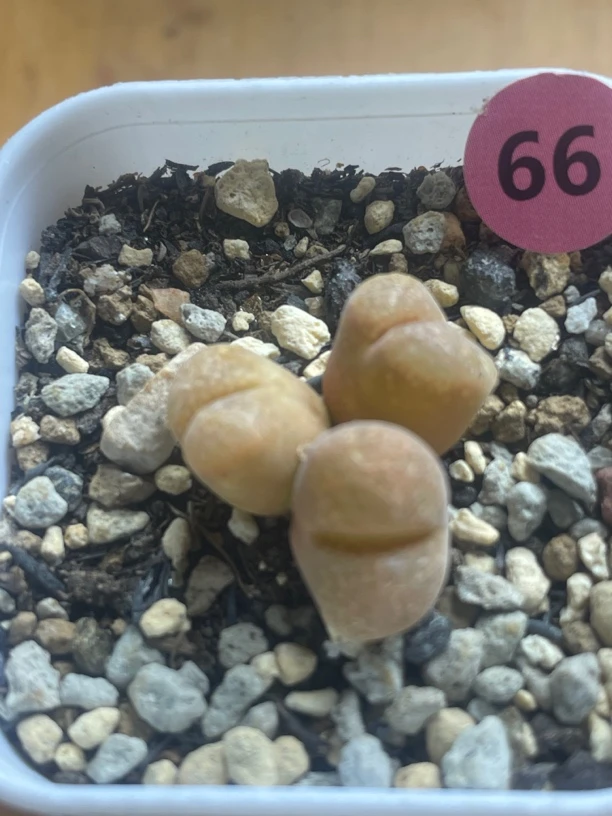 风铃多肉植物盆栽绿植创意防辐射花卉庭院阳台装饰