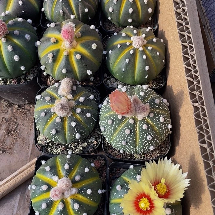 星兜锦6.8带盆土发