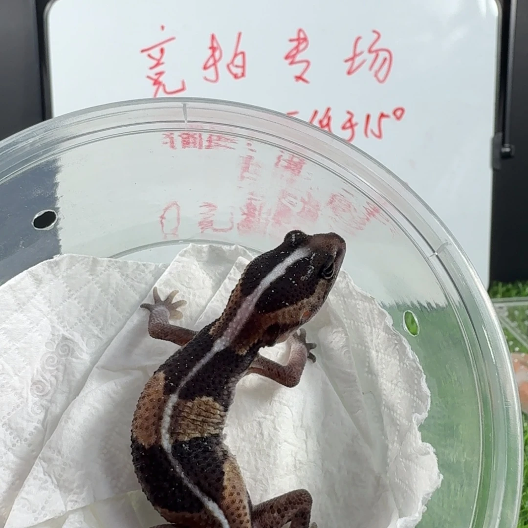 羊羔毛肥尾一只原色母温