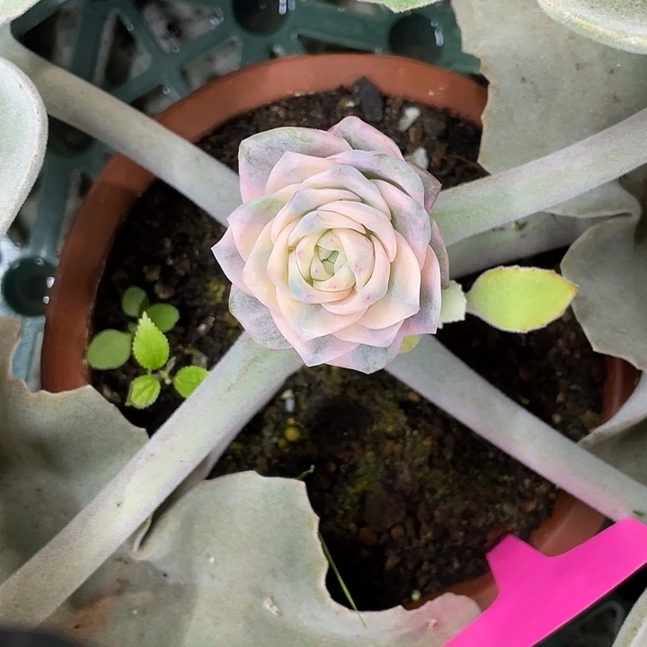 彩色可爱玫瑰锦一物一拍锦龙