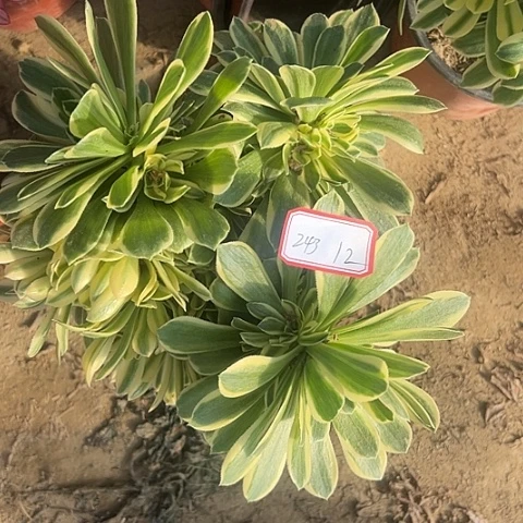 多肉植物金丝243