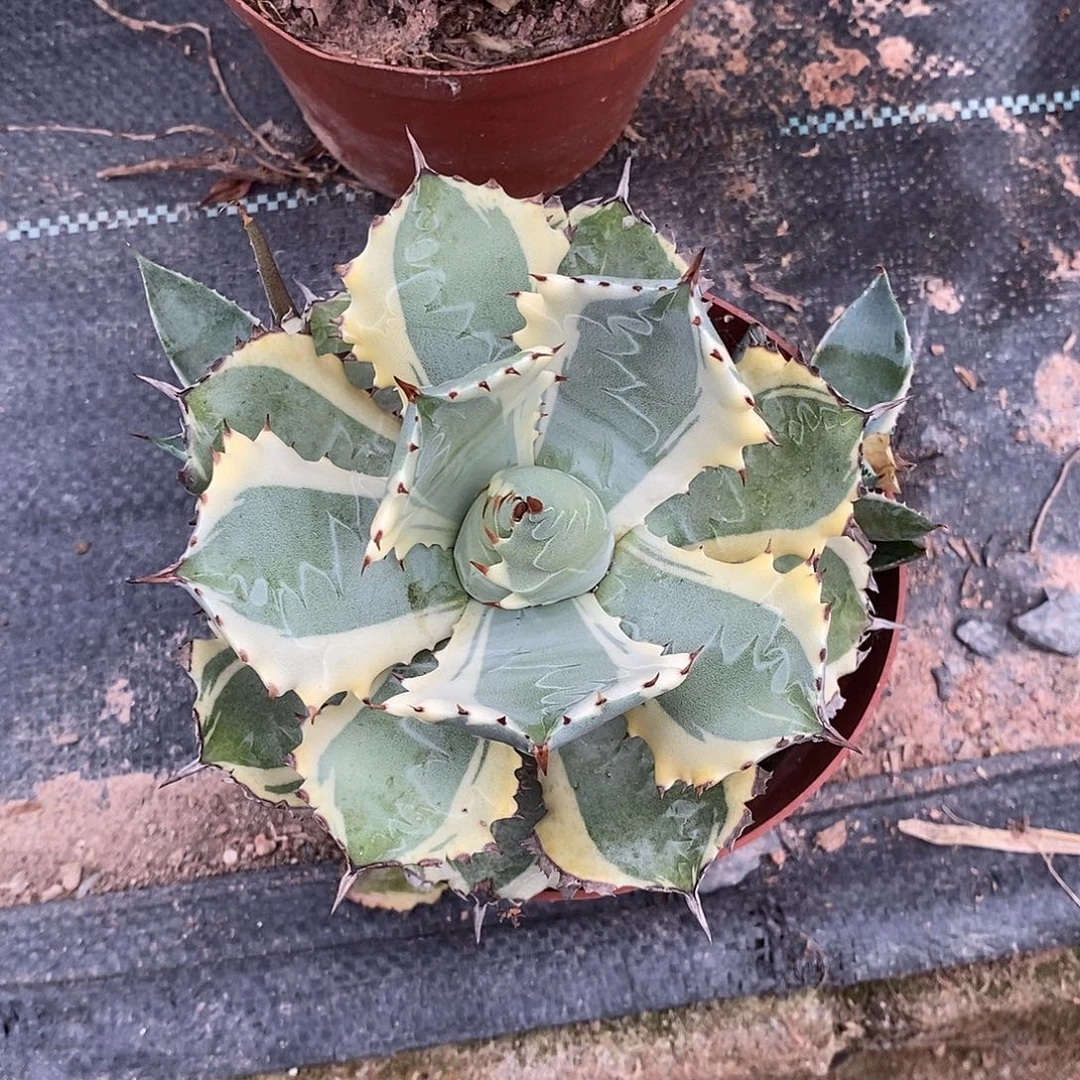 甲蟹锦一物一拍一棵