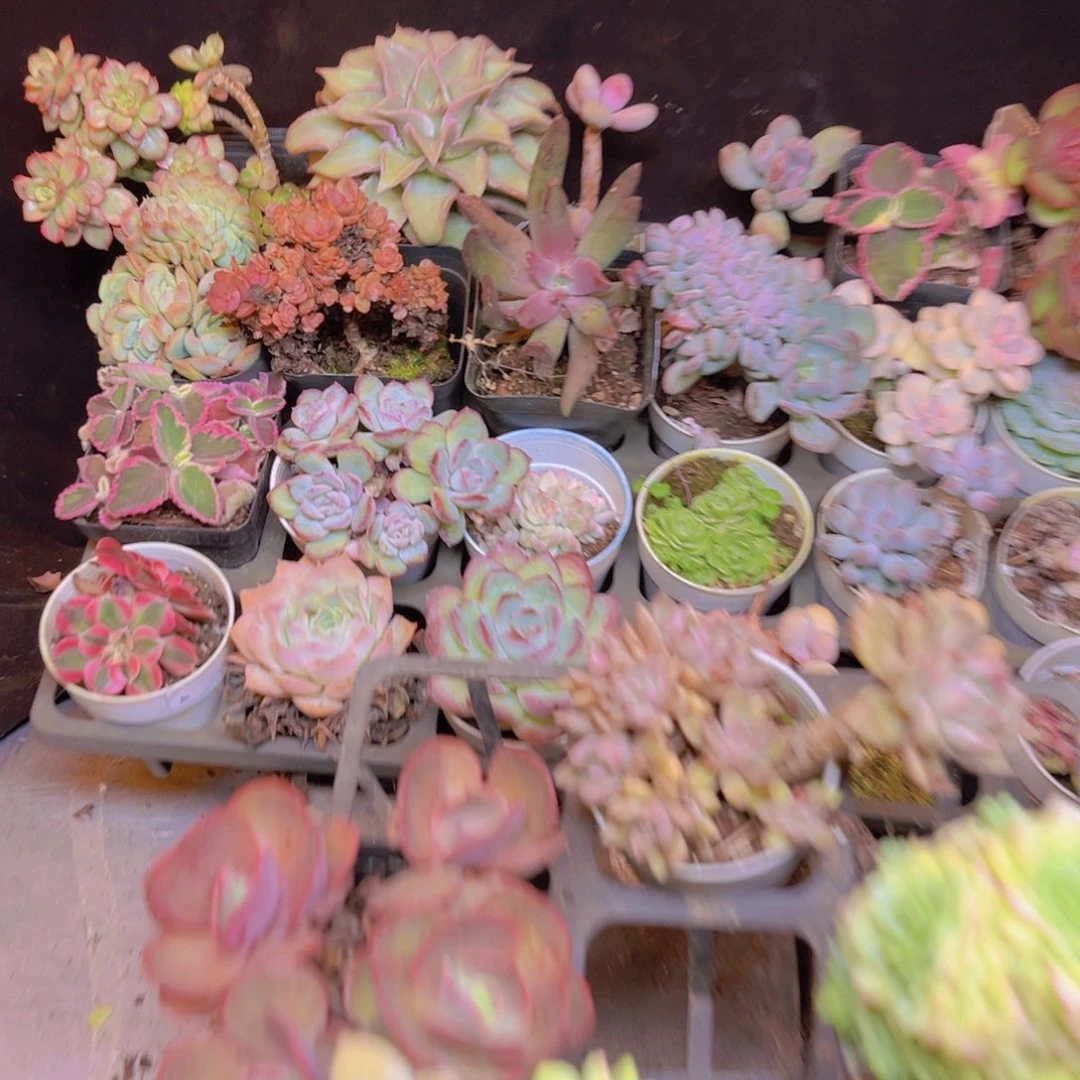 星***谷多肉做明明您哥哥的歌