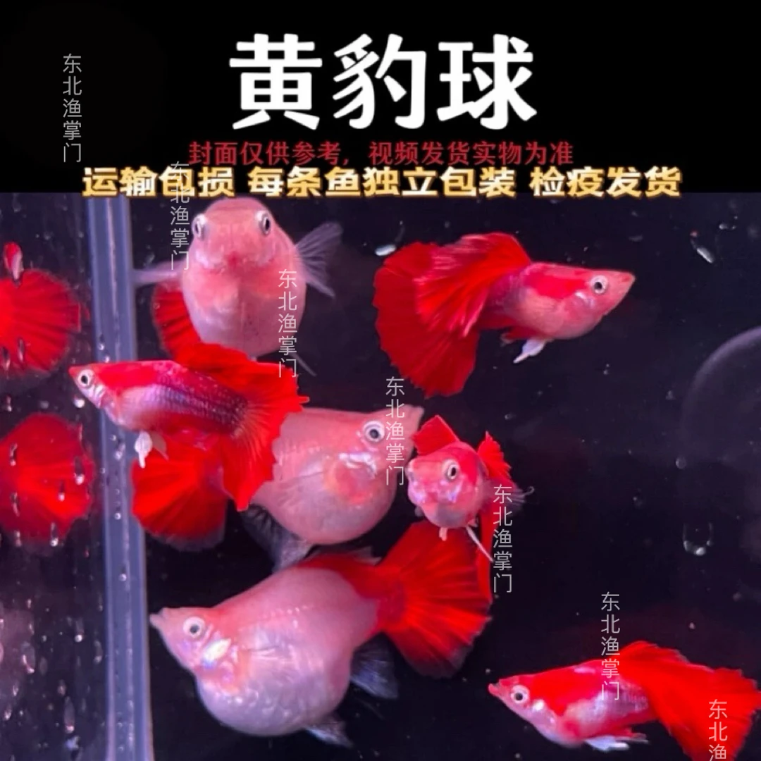 小型观赏鱼淡水鱼孔雀鱼精品纯种大号黄豹球种鱼（入缸后不包损）