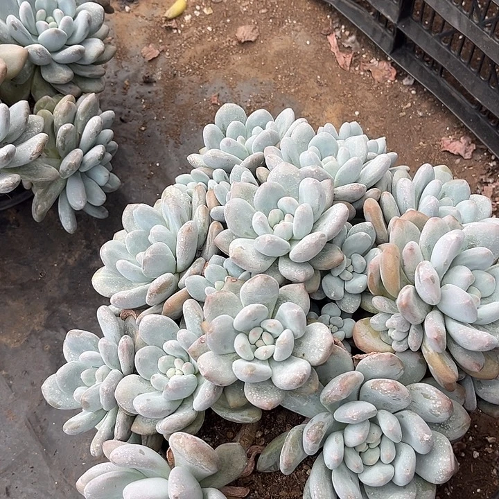 香水19.99多肉植物精品