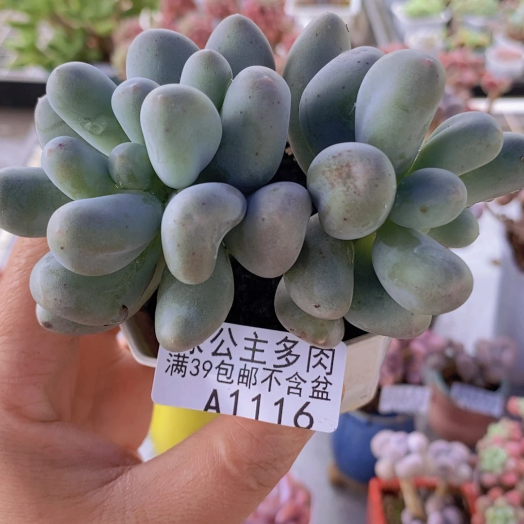 米可奶9cm116多肉