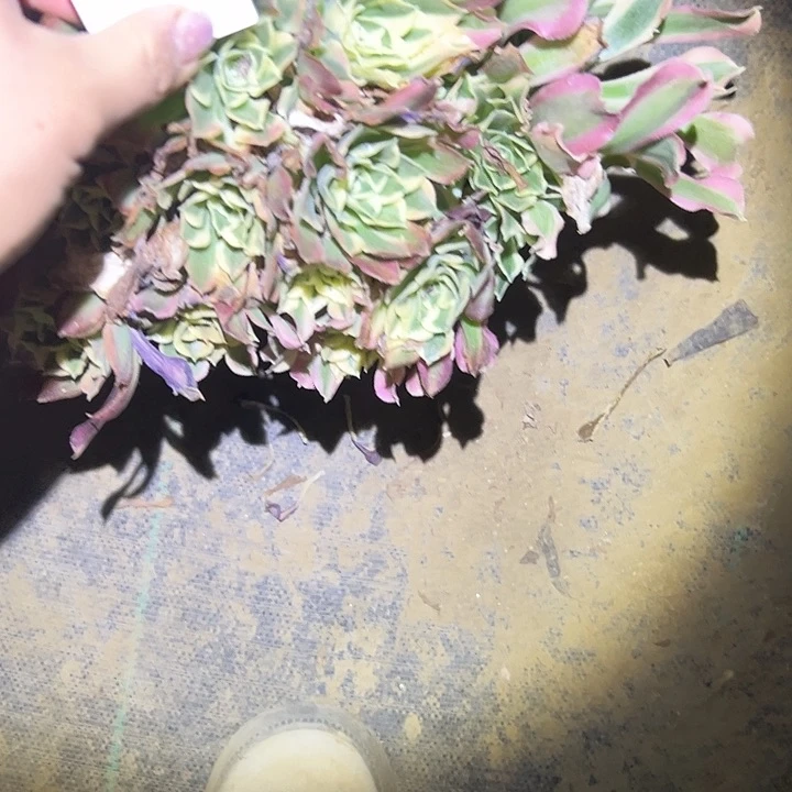 ?****？多肉法师植物链接86