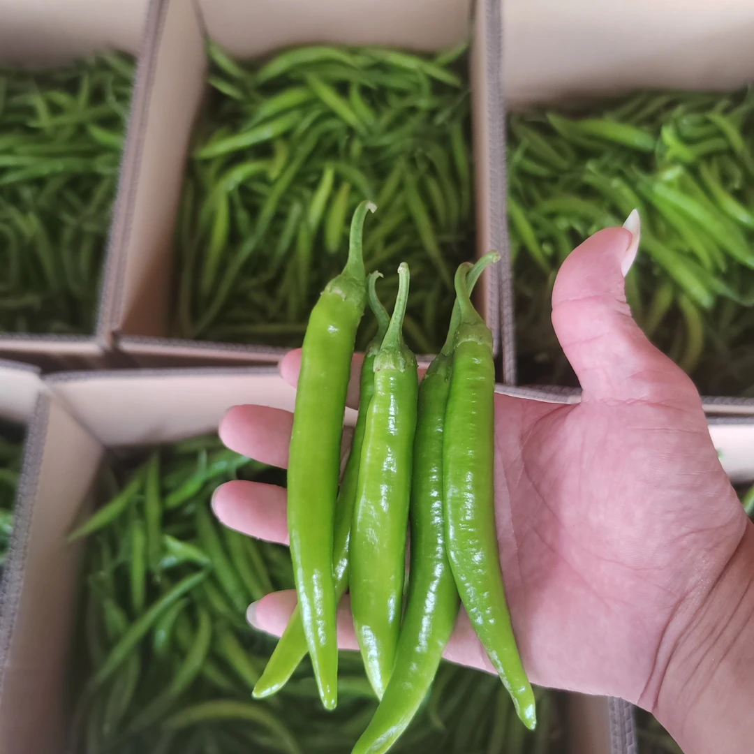 河南农家自种陆地杭椒现摘现发