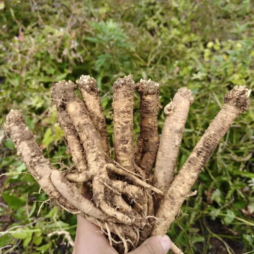 四川高山新鲜党参包邮