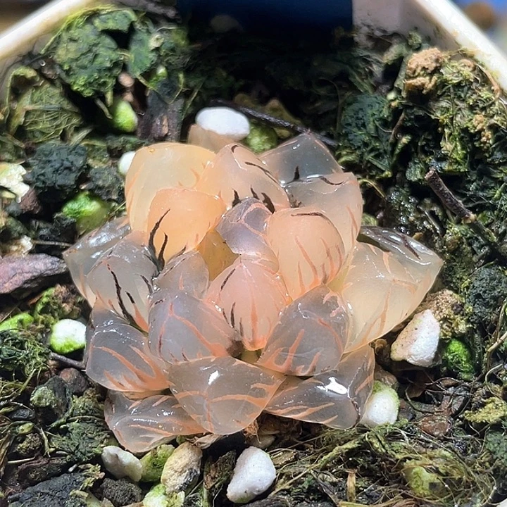 704水中月锦特选福利